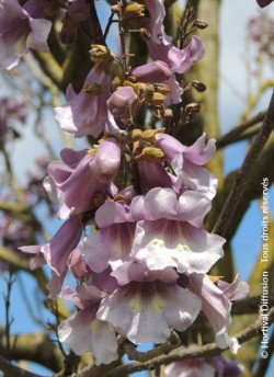 PAULOWNIA fortunei APRIL LIGHT - Paulownia, arbre impérial