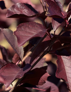 PRUNUS virginiana CANADA RED - Cerisier à grappes de Virginie