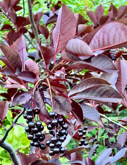 PRUNUS virginiana CANADA RED - Cerisier à grappes de Virginie