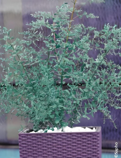 EUCALYPTUS gunnii FRANCE BLEU® - Eucalyptus de Gunn, gommier