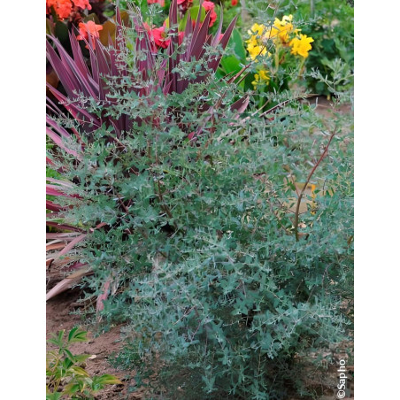 EUCALYPTUS gunnii FRANCE BLEU® - Eucalyptus de Gunn, gommier EUCALYPTUS gunnii FRANCE BLEU® - Eucalyptus de Gunn, gommier