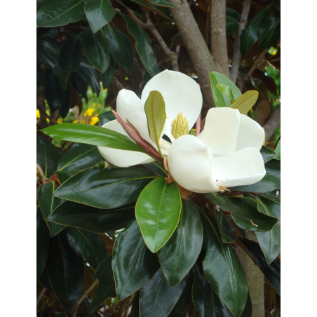 MAGNOLIA grandiflora NANA - Magnolia à grandes fleurs MAGNOLIA grandiflora NANA - Magnolia à grandes fleurs