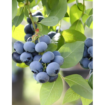 MYRTILLE DES JARDINS BLUEGOLD - Vaccinium corymbosum