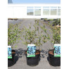 MYRTILLE DES JARDINS BLUEGOLD - Vaccinium corymbosum En pot de 3-4 litres buisson