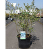 MYRTILLE DES JARDINS BLUEGOLD - Vaccinium corymbosum En pot de 10-12 litres buisson extra