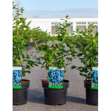 MYRTILLE DES JARDINS BLUEJAY - Vaccinium corymbosum En pot de 3-4 litres buisson