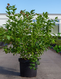 MYRTILLE DES JARDINS BLUEJAY - Vaccinium corymbosum En pot de 10-12 litres buisson extra