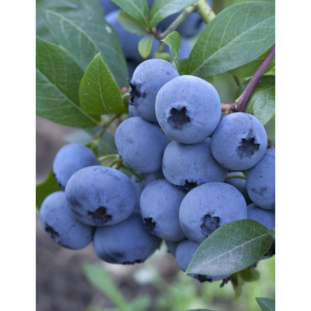 MYRTILLE DES JARDINS BLUEJAY - Vaccinium corymbosum