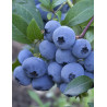 MYRTILLE DES JARDINS BLUEJAY - Vaccinium corymbosum