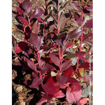 MYRTILLE DES JARDINS DUKE - Vaccinium corymbosum