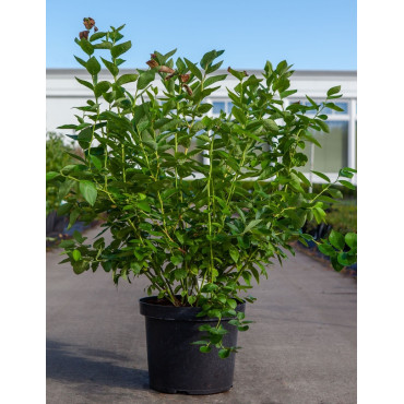 MYRTILLE DES JARDINS DUKE - Vaccinium corymbosum En pot de 10-12 litres buisson extra