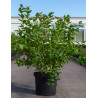 MYRTILLE DES JARDINS DUKE - Vaccinium corymbosum En pot de 10-12 litres buisson extra