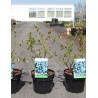 MYRTILLE DES JARDINS DUKE - Vaccinium corymbosum En pot de 3-4 litres buisson