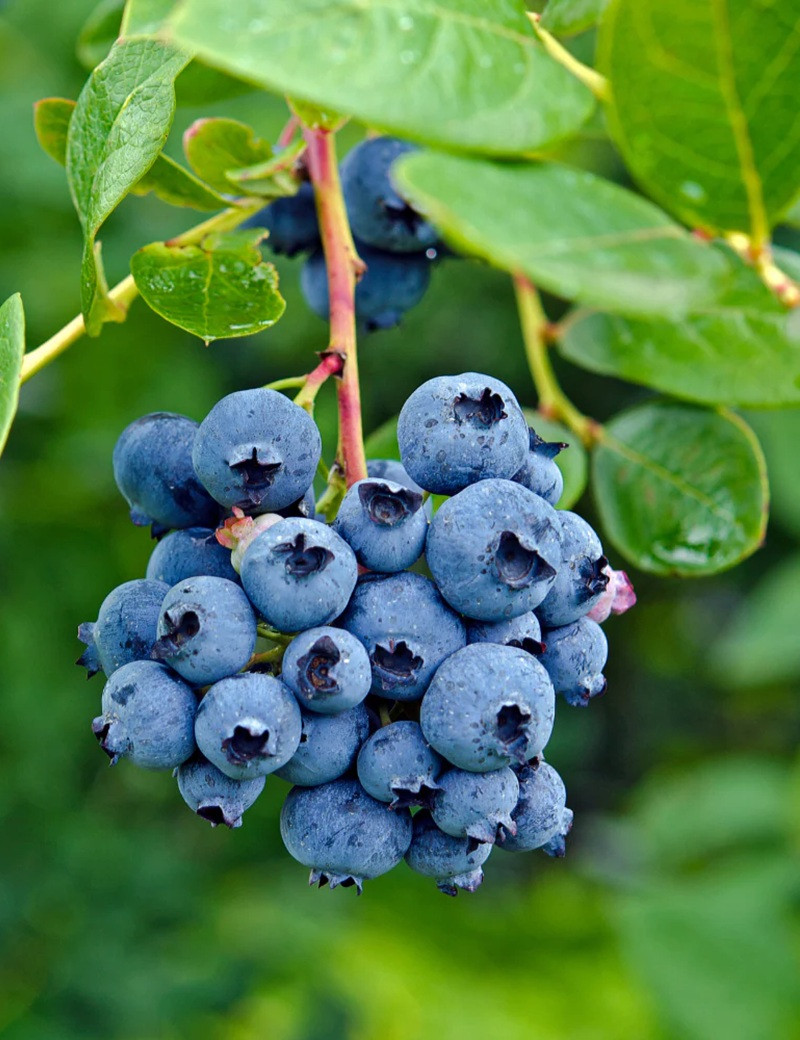 MYRTILLE DES JARDINS DUKE - Vaccinium corymbosum
