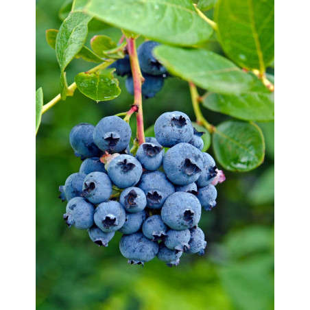 MYRTILLE DES JARDINS DUKE - Vaccinium corymbosum