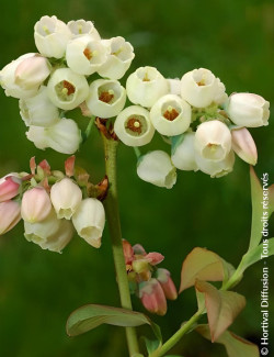 MYRTILLE DES JARDINS GOLDTRAUBE - Vaccinium corymbosum