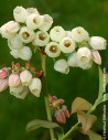 MYRTILLE DES JARDINS GOLDTRAUBE - Vaccinium corymbosum