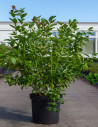 MYRTILLE DES JARDINS GOLDTRAUBE - Vaccinium corymbosum En pot de 10-12 litres forme buisson extra