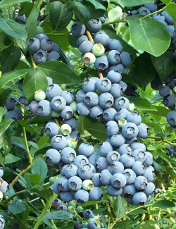 MYRTILLE DES JARDINS GOLDTRAUBE - Vaccinium corymbosum