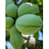 ASIMINA triloba - Pawpaw ASIMINA triloba - Pawpaw