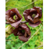 ASIMINA triloba - Pawpaw ASIMINA triloba - Pawpaw