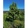 ASIMINA triloba - Pawpaw ASIMINA triloba - Pawpaw
