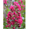 LAGERSTROEMIA BERGERAC - Lilas des Indes