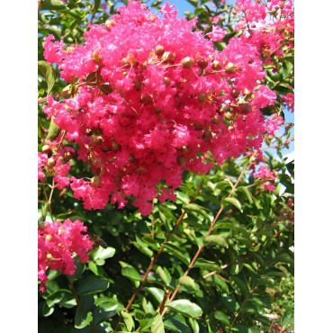 LAGERSTROEMIA GRAND CRU - Lilas des Indes