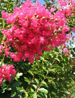 lilas-des-indes-grand-cru-lagerstroemia-indica-grand-cru.jpg