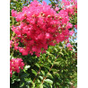 LAGERSTROEMIA GRAND CRU - Lilas des Indes