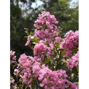 LAGERSTROEMIA JACQUELINE DESMARTIS - Lilas des Indes