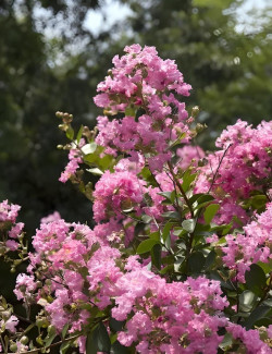 lilas-des-indes-jacqueline-desmartis-lagerstroemia-indica-jacqueline-desmartis.jpg