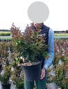 lilas-des-indes-jeanne-desmartis-lagerstroemia-indica-jeanne-desmartis-2.jpg