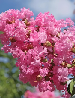 lilas-des-indes-jeanne-desmartis-lagerstroemia-indica-jeanne-desmartis.jpg