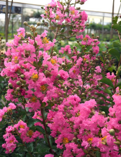 LAGERSTROEMIA LA MOUSSON - Lilas des Indes