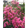 LAGERSTROEMIA LA MOUSSON - Lilas des Indes