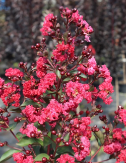 lilas-des-indes-margaux-lagerstroemia-indica-margaux.jpg