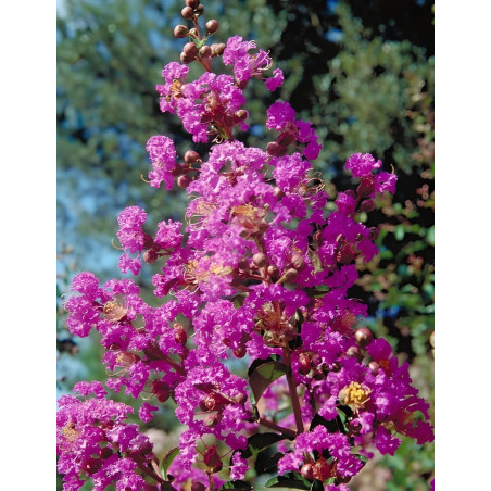 LAGERSTROEMIA PÉCHARMANT - Lilas des Indes