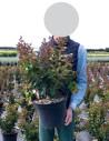 lilas-des-indes-perigord-pourpre-lagerstroemia-indica-perigord-pourpre-2.jpg