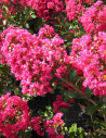 lilas-des-indes-perigord-pourpre-lagerstroemia-indica-perigord-pourpre.jpg