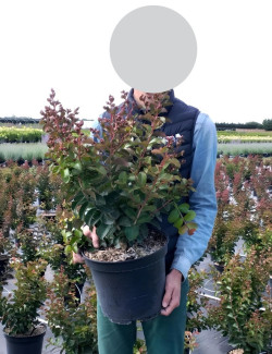 lilas-des-indes-soir-dete-lagerstroemia-indica-soir-dete-2.jpg