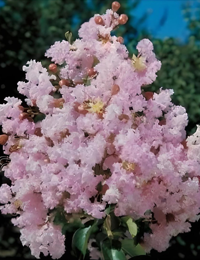 LAGERSTROEMIA SOIR D'ÉTÉ - Lilas des Indes