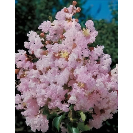 LAGERSTROEMIA SOIR D'ÉTÉ - Lilas des Indes