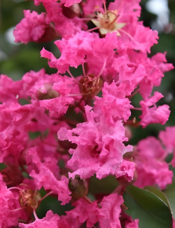 lilas-des-indes-souvenir-dandre-desmartis-lagerstroemia-indica-souvenir-dandre-desmartis.jpg