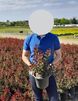 lilas-des-indes-souvenir-dhubert-puard-lagerstroemia-indica-souvenir-dhubert-puard-1.jpg