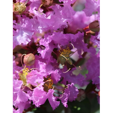 LAGERSTROEMIA SOUVENIR D'HUBERT PUARD - Lilas des Indes