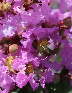 lilas-des-indes-souvenir-dhubert-puard-lagerstroemia-indica-souvenir-dhubert-puard.jpg