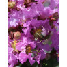 LAGERSTROEMIA SOUVENIR D'HUBERT PUARD - Lilas des Indes
