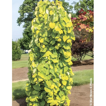 CERCIS canadensis GOLDEN FALLS® - Gainier du Canada
