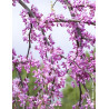 CERCIS canadensis GOLDEN FALLS® - Gainier du Canada